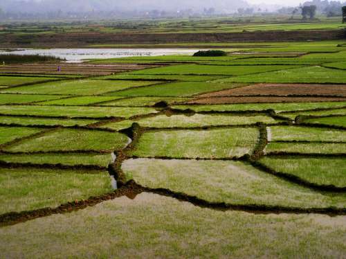 Field Rice Green Tropical Vietnam Asia Nature