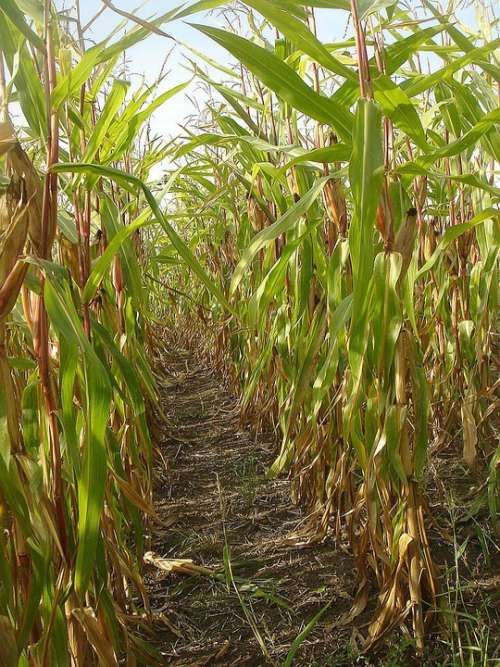 Field Corn Crop Agriculture Path Autumn