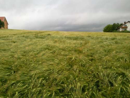 Field Cereals After The Storm Rainy Weather Clouds