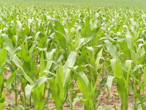 Field Bright Green Grow Farm Corn