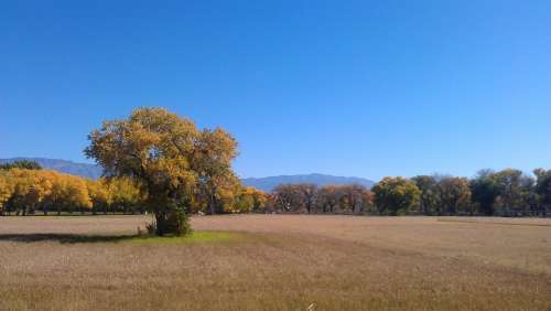 Field In Fall Albuquerque Open Space Nature Autumn