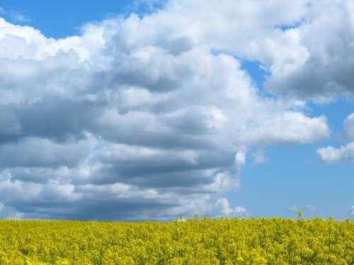 Field Of Rapeseeds Oilseed Rape Clouds Sky Summer