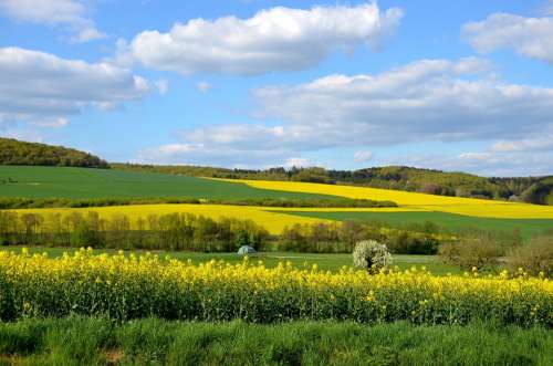 Field Of Rapeseeds Landscape Yellow Nature Sky
