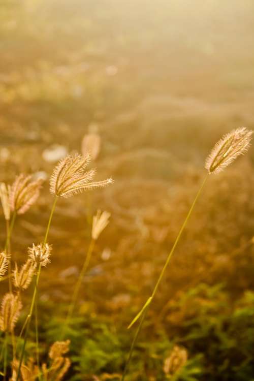 Fields Grass Golden Sunset