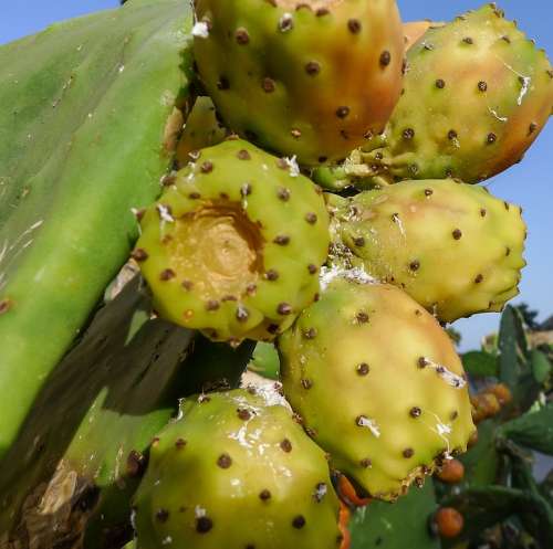 Fig Chumbo Fruit Market Food