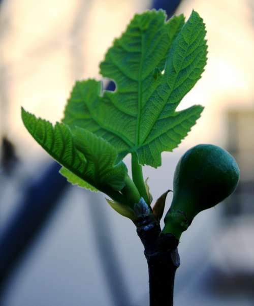 Fig Fruit Young Swollen New Leaf Bright Green