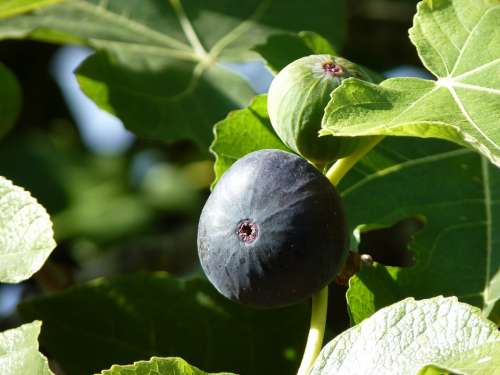 Fig Close Up Fruit Plant Ripe
