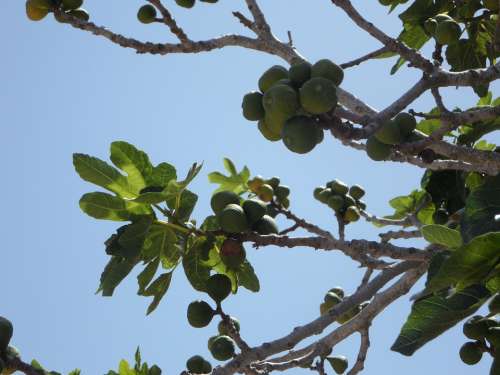 Fig Fig Tree Real Coward Figs Fruit Eat Fruits