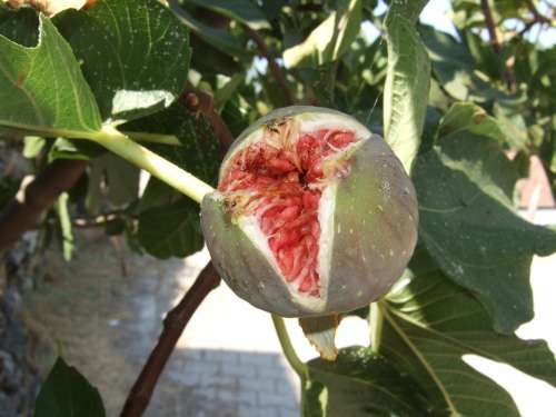 Fig Fruit Mediterranean Eat