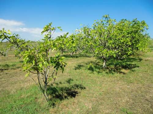 Figs Plantation Croatia Dry Tree Landscape