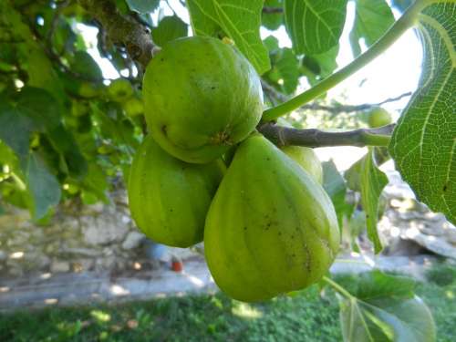 Figs Fruit Fig Tree