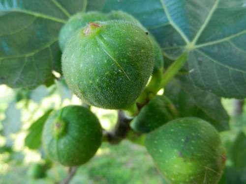 Figs Brebas Fig Tree Fruit
