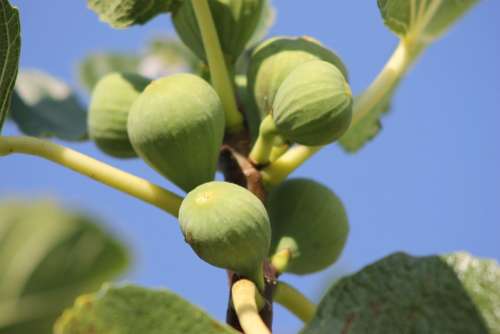 Figs Fruits Fruit Fig Tree Food Eat Real Coward