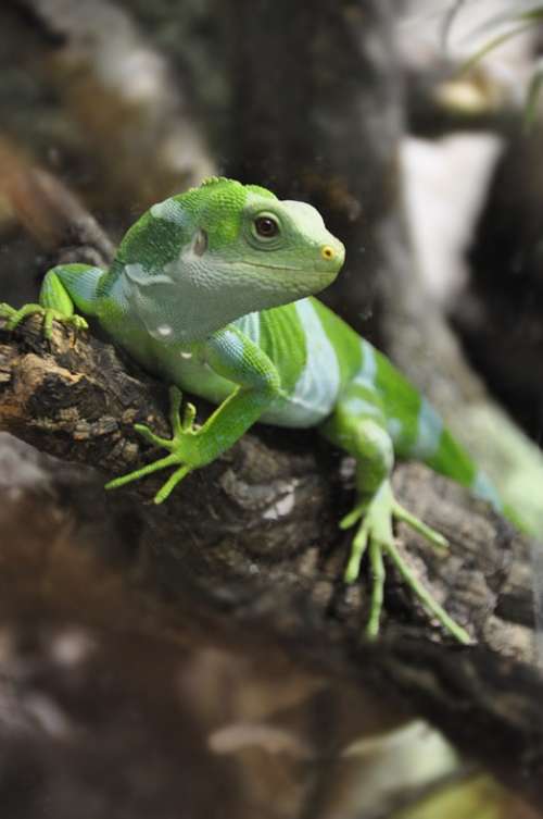 Fiji Iguana Iguana Lizard Reptile Iguanas Nature