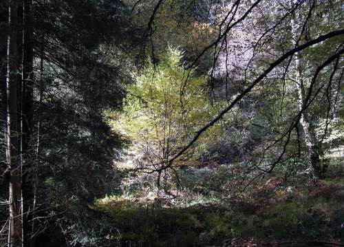 Filigree Forest Trees Autumn Landscape Mood