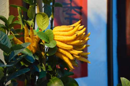 Fingered Citron Fruit Chinese Medicine Garden Shrub