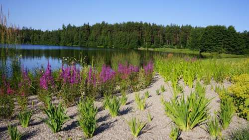 Finnish Landscape Summer Beach Plants Park