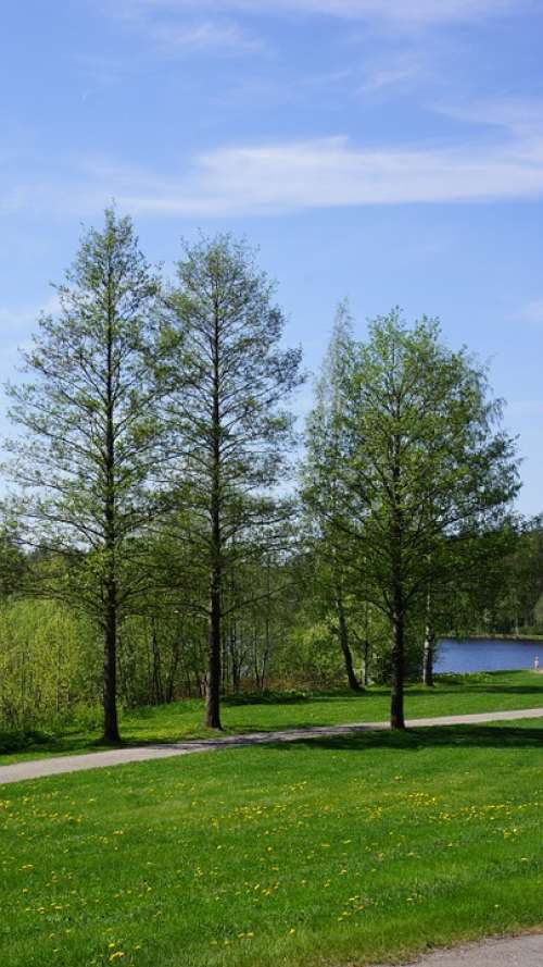 Finnish Landscape Deciduous Trees Spring Grass