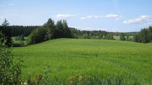 Finnish Summer Field Cornfield Green Blue Sky