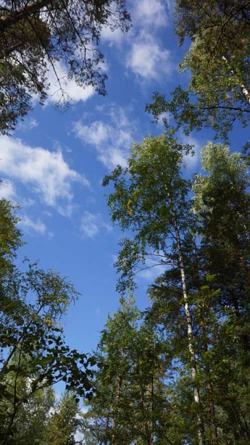 Finnish Forest Nature Trees Sky
