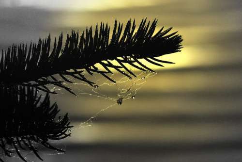 Fir Branch Spider Web Rain Drops Sun Set Close-Up