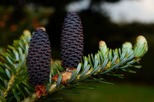 Fir Tree Tannenzweig Pine Cones Needles Tap Blue