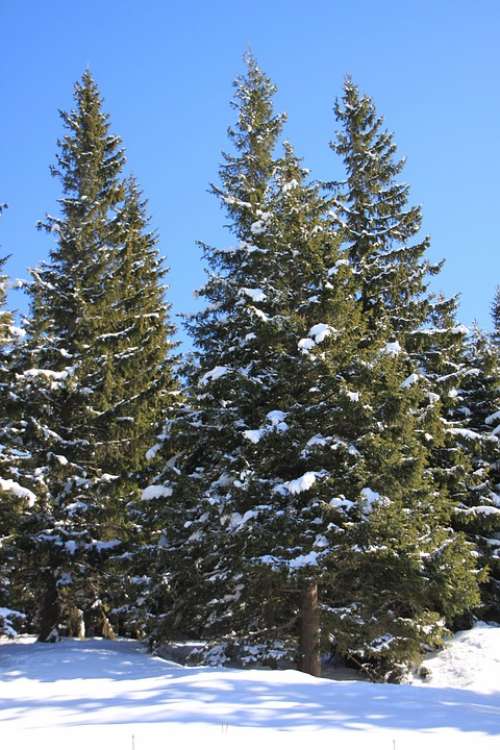 Fir Mountain Pine Snowy Sunny Trees Winter