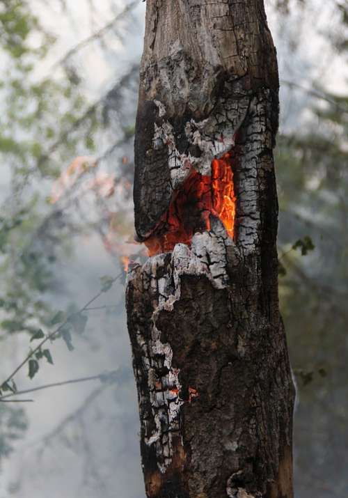 Fire Burning Burning For Conservation High Stump