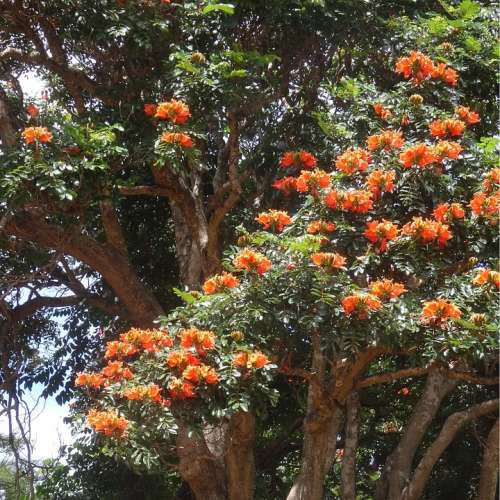 Fire Tree Tree Flowers Branches