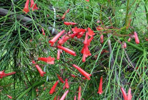 Firecracker Plant Coral Plant Flower Red