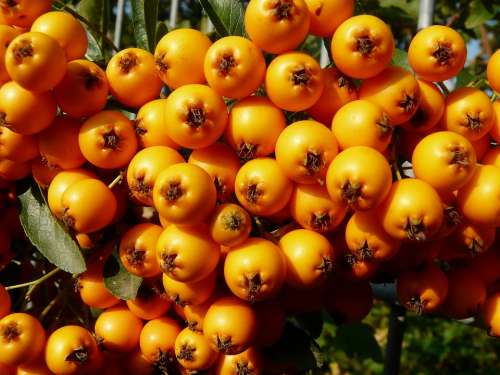 Firethorn Berry Bush Orange Season Autumn Branch