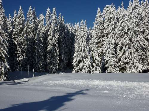 Firs Nature Forest Snowy Winter Snow Winter Magic
