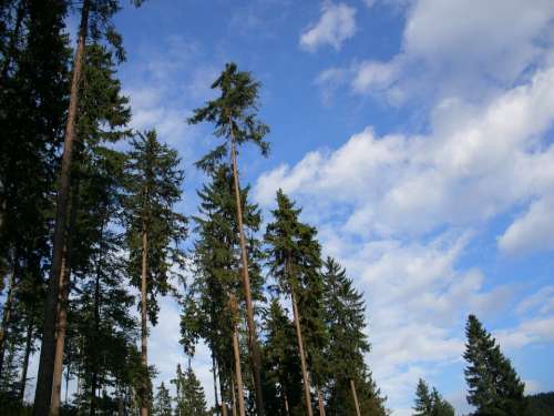 Firs Forest Spruce Clouds Sky Nature Sky View