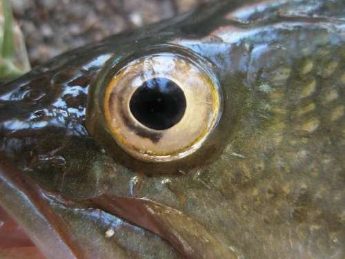 Fish Fisheye Nature Animals