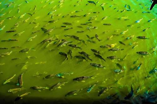 Fish Fish Thick Green Water