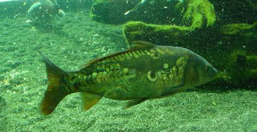 Fish Pond Garden Summer Europe Food Fish Danube