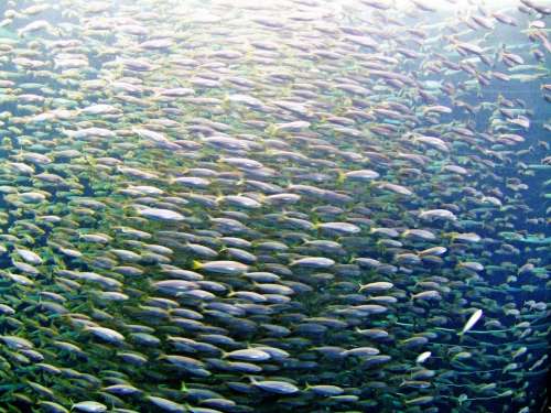 Fish Sea Ocean Fish Swarm