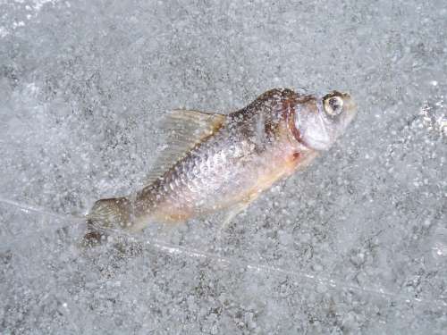 Fish Ice Frost Macro Winter Nature Water Cold