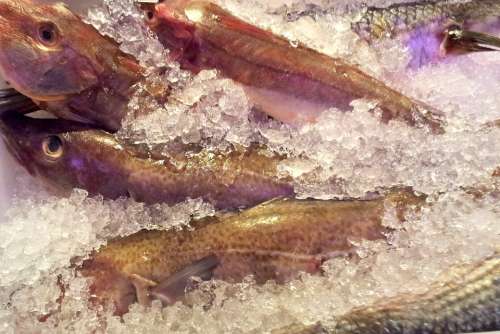 Fish Raw Food Fishmonger Sea