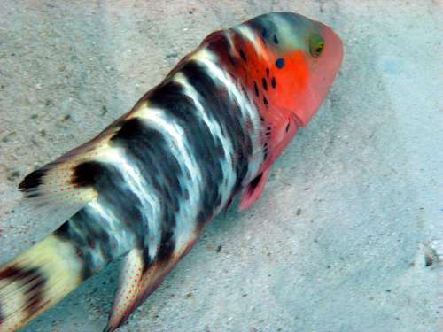 Fish Tropical Diving Ocean Sea Bottom Sand
