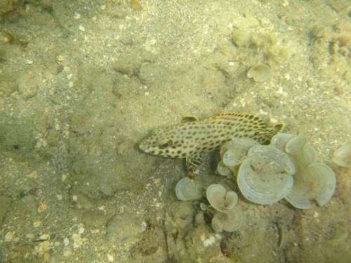 Fish Tropical Underwater Diving Scuba Ocean Sea