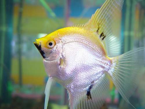 Fish Silver Yellow Fishes Animals Fauna