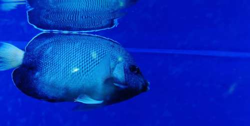 Fish Blue Fish Tank Aquarium