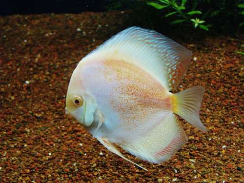 Fish White Fish Tank Aquarium