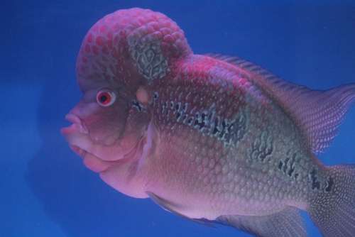 Fish Head Purple Fish Tank Aquarium