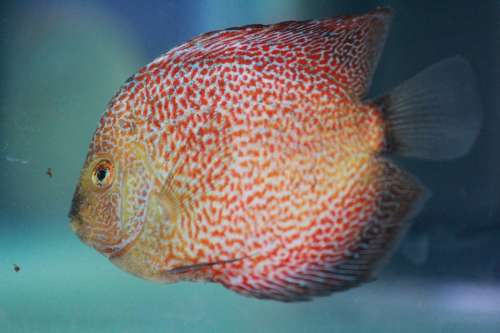 Fish Red Dots Fish Tank Aquarium