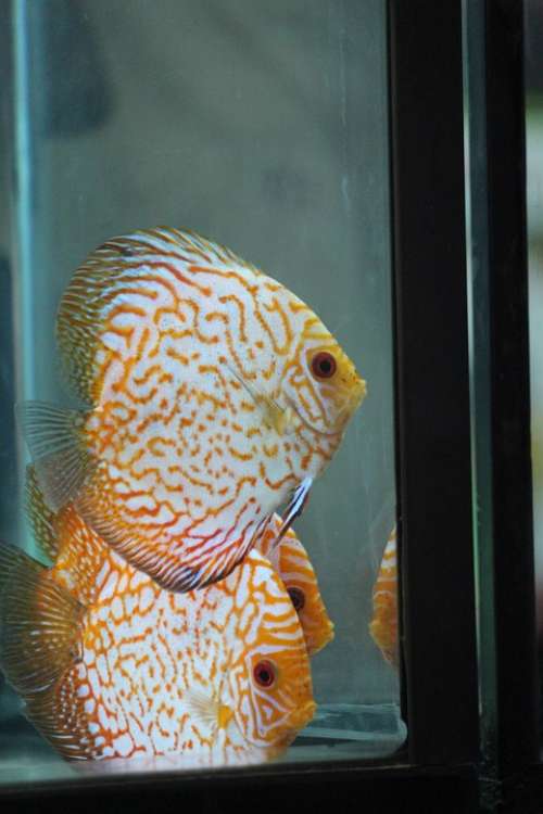 Fish White Fish Tank Aquarium