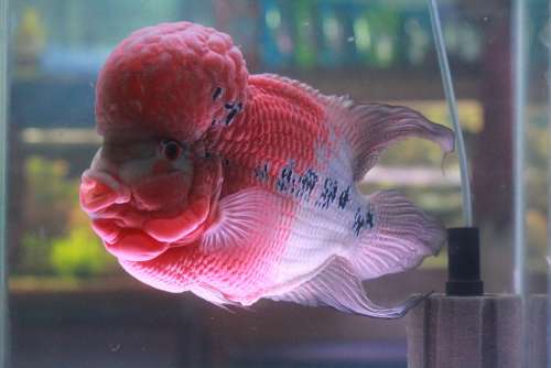 Fish Pink Purple Fish Tank Aquarium