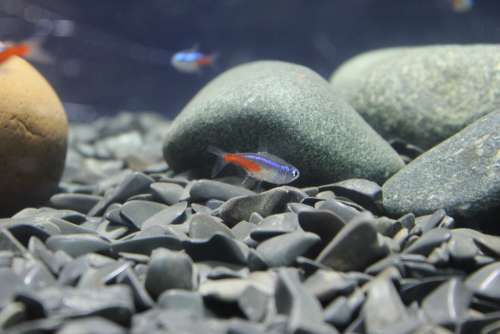 Fish Stones Small Floor Fish Tank Aquarium