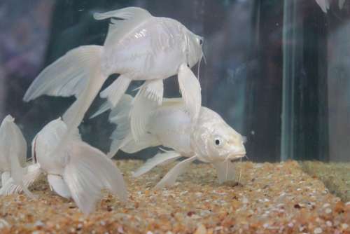 Fish White Fins Fish Tank Aquarium
